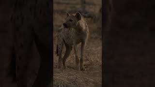 Spotted Hyenas VS Wild Dogs wilddog hyena wildlife 1920p 30fps H264 128kbit AAC [upl. by Cockburn]