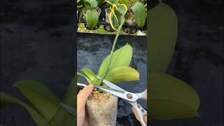 Growing Phalaenopsis orchids is easy and blooms quickly plants garden [upl. by Nitsur783]