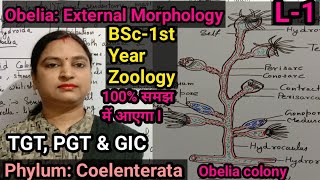 ObeliaSeafur External Morphology L1Zoology BSc1st Year TGTPGTGICSTD [upl. by Selima]