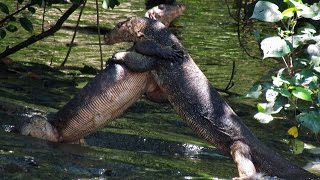 monitor lizard mating banyas [upl. by Rinum]