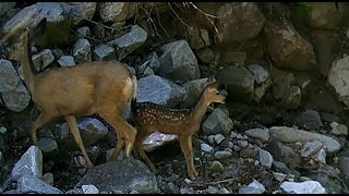 Adorable Fawn Crying for Mommy in the Wastach Mountains  Heartwarming Wildlife Moment [upl. by Westbrooke249]