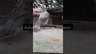 Buri patta 0kalli home breeding patta king how it is friends tell comment viralvideo pgopichand [upl. by Haseena]