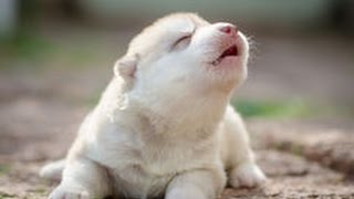 Cute Puppies Howling Compilation 2016 Cuteness Overload [upl. by Eelnodnarb955]