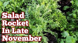 Salad Rocket How It Looks Like In Late November  No Dig Organic Allotment amp Polytunnel Garden [upl. by Metcalf701]