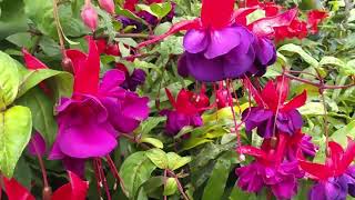 Fuchsia Pruning and Care Tips [upl. by Durno]