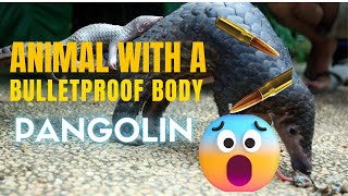 😲😲 The Pangolin Animal The Only Animal with A Bulletproof Body and the Most Trafficked Mammal 😲😲 [upl. by Mushro898]