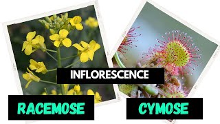 Inflorescence  Racemose  Cymose  Difference between Racemose and Cymose [upl. by Cirek159]