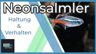 Der Neonsalmler  Paracheirodon innesi  Wie man ihn hält damit er sich wohl fühlt  BiBiG [upl. by Lapham344]