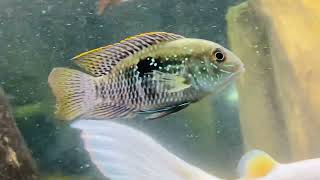 BLACK ACARA  Cichlasoma bimaculatum [upl. by Clava]