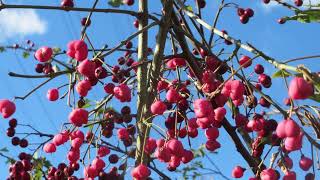 kardinaalsmuts Euonymus europaeus [upl. by Adarbil425]