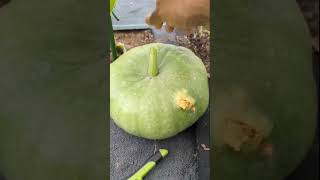 SVB Got In My Pumpkin 😱😞 JARRAHDALE shorts garden viral [upl. by Aurilia]