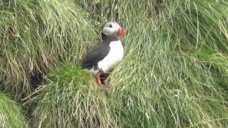 ICELAND reynisdrangar puffins amp durholaey vik hdvideo [upl. by Lamson279]