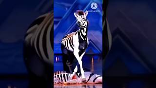 Americas got talent Zebra agt magic shortsvideo [upl. by Nnahsal384]