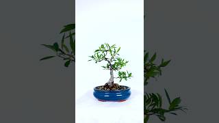 Cute Willow Leaf Ficus Bonsai in a new pot [upl. by Arrol]