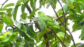 GreenRumped Parrotlet Forpus passerinus passerinus family French Guiana [upl. by Marelda]