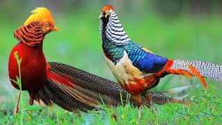 Beautiful Golden Pheasants and Wading Birds [upl. by Giana]