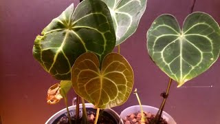 Anthurium clarinervium Антуриум кларинервиум [upl. by Ymorej]