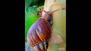 Snail  Achatina Fulica 🐌🐌🐌🐌🐌🐌🐚🐌🐾🐾🐾🐾🐾 [upl. by Nnylatsyrc]