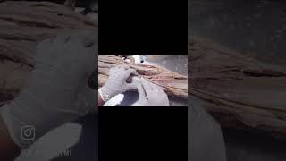 POPLITEAL FOSSA ANATOMYanatomy boundaries content dissection [upl. by Bulley]