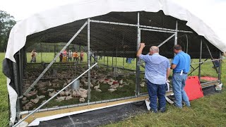 Raising 20000 Chickens On Pasture COMPLETE [upl. by Barty]