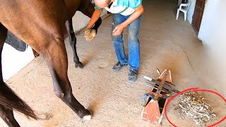 You wont believe whats inside this horse hoof Horse hoof health – very important points [upl. by Odareg]