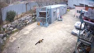 주변의 치열한 야생의 세계 담비의 고양이 사냥 Yellowthroated Martens vs Cat Hunting Video [upl. by Edlyn]