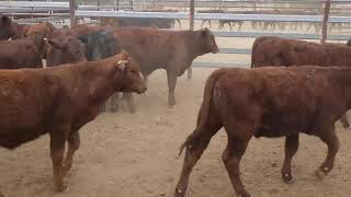 40 ELDERSLIE SANTA  SHORTHORN CROSS WEANER STEERS amp BULLS HGP FREE  AV 1843KG CURFEWED [upl. by Uund]