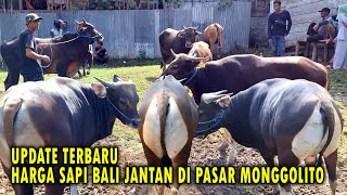 Pasar Sapi Monggolito Gorontalo  Harga Sapi Bali Jantan Super pasarsapigorontalo [upl. by Dupre963]