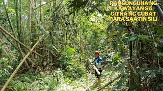 Pangunguha ng kawayan pangprotekta sa bawat puno kasama ang ating kaibigan at paglalagay ng abuno [upl. by Olivero]