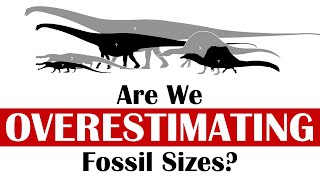 Are We Overestimating Fossil Sizes [upl. by Nwahsiek829]