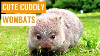 Cuddly Baby Wombat Compilation [upl. by Yenahpets]