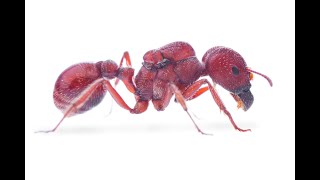 POGONOMYRMEX BADIUS  Những điều nên biết [upl. by Sukram]