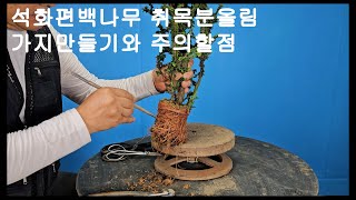 석화편백나무 Chamaecyparis obtusa 석화회 나무는 편백나무에서 아조변이로 만들어진 나무입니다 송백류 중에서도 분재로 만들기 쉬운편에 속한 나무입니다 [upl. by Animahs]