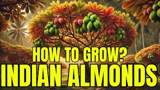 Ultimate Guide to Growing Indian Almond Trees at Home [upl. by Ahsenod]