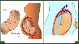 les étapes de la grossesse [upl. by Reh]
