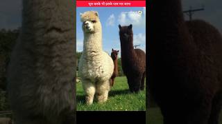 इसके पास मत जाना Huacaya alpaca shorts hindiinformation shortsfeed [upl. by Flory]