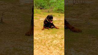 Gabbar k sath 22 Rottweiler😱viralshorts doglover [upl. by Ayotnahs]