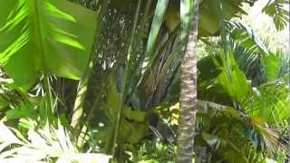 Caryota mitis Fishtail Palm Auckland New Zealand [upl. by Dacie]