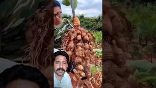 Harvest Fresh Eddoes satisfying agriculture farming soban10 [upl. by Natek]