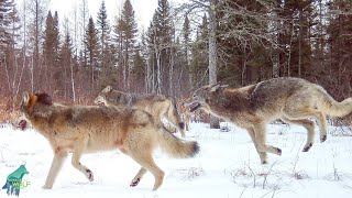 Largest wolf pack in over a decade in the Greater Voyageurs Ecosystem [upl. by Gilbertson]