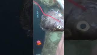 Parot fish Spearfishing [upl. by Nimra]