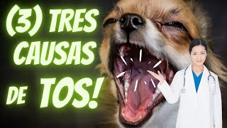 🛑Porque mi Perro TOSE Mucho como si Tuviera algo ATORADO en la Garganta⏩ 3  ENFERMEDADES con TOS✅ [upl. by Asilat260]