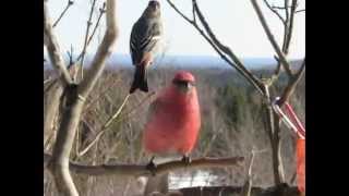 Oiseaux aux mangeoire 29 janvier 2015 [upl. by Dorena797]