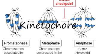 How to Pronounce Kinetochore [upl. by Hirsch]