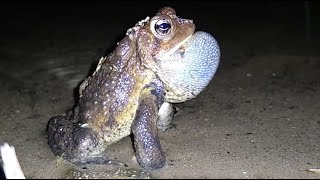 American Toad mating calls Anaxyrus americanus  Herpetology  Revival By Nature [upl. by Petromilli]