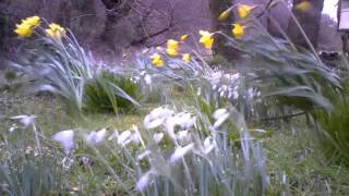 Snowdrops and Daffodils Spring Timelapse [upl. by Reeba]