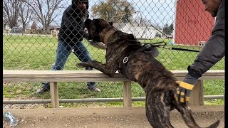 Presa Canarios Bite Work First Defense Training Session 11 Months Old [upl. by Mcneil]