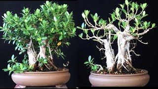 When Should you Defoliate a Ficus Microcarpa Bonsai Tree Follow up video from March [upl. by Ammon540]