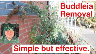 Buddleia Removal Simple But Effective [upl. by Brahear443]