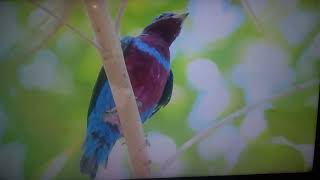 Crejoá Cotinga maculata ou Anambé de colarinho [upl. by Neraa580]